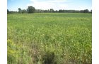 Property photo 36 - 110+/- Acres offered in 4 Tillable Tracts